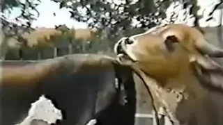 Girls Pussy Movies 0